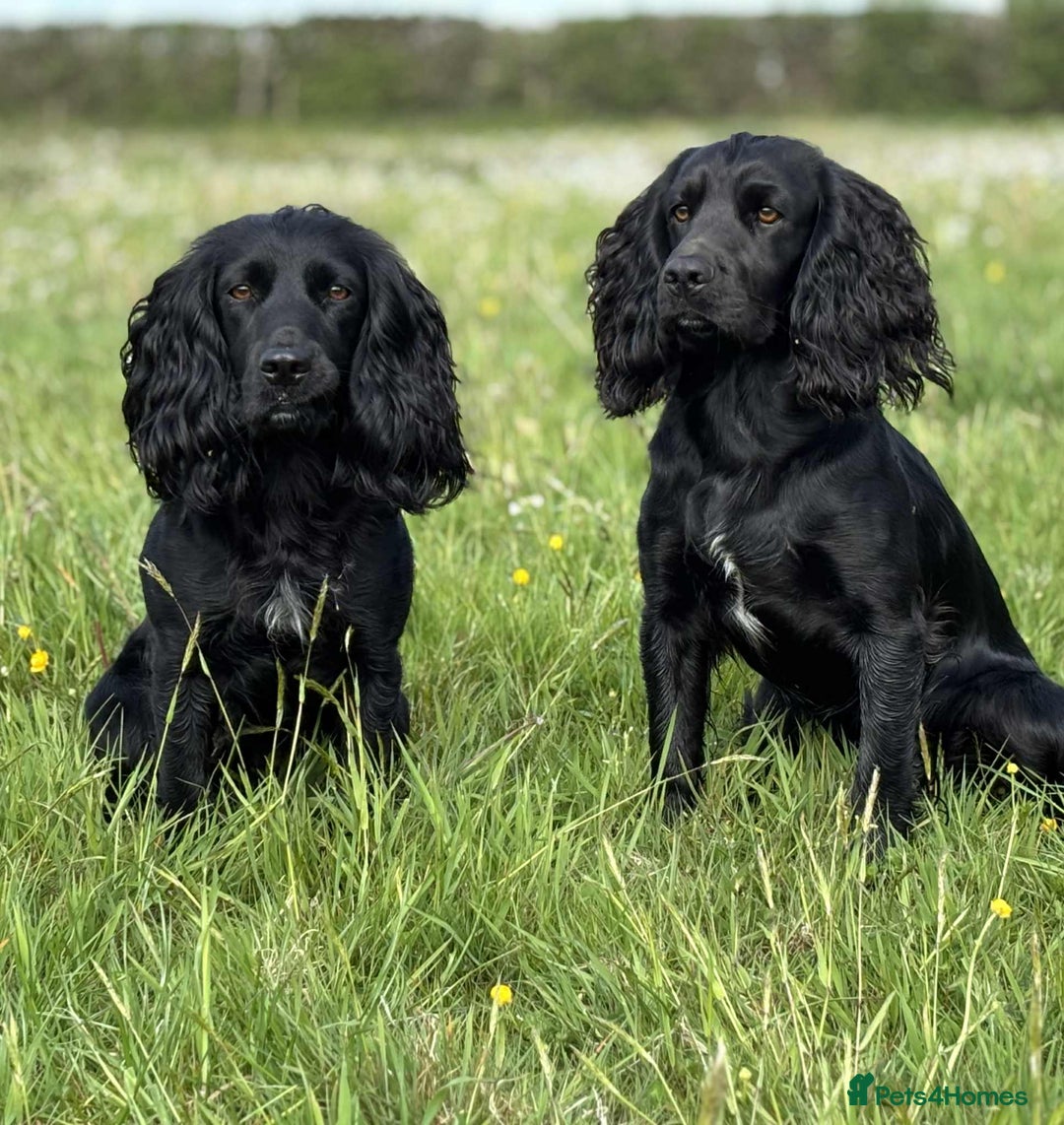 Cocker Spaniel dogs for stud: Champion Bred KC reg Health tested working Cocker - Image 8