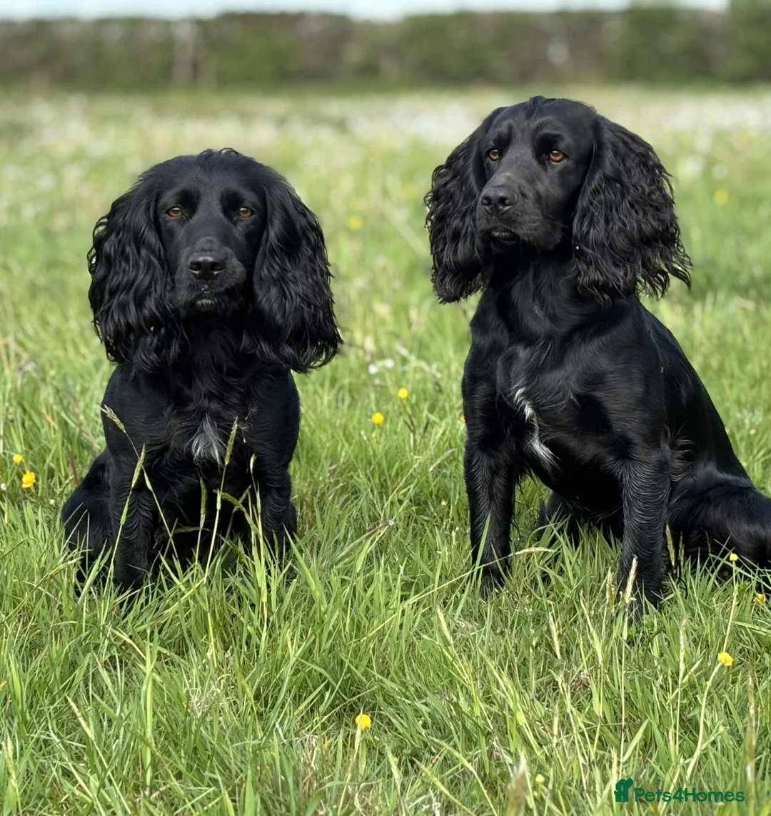 Cocker Spaniel dogs for stud: FTAW Champion Bred KC reg working Cocker - Advert 2