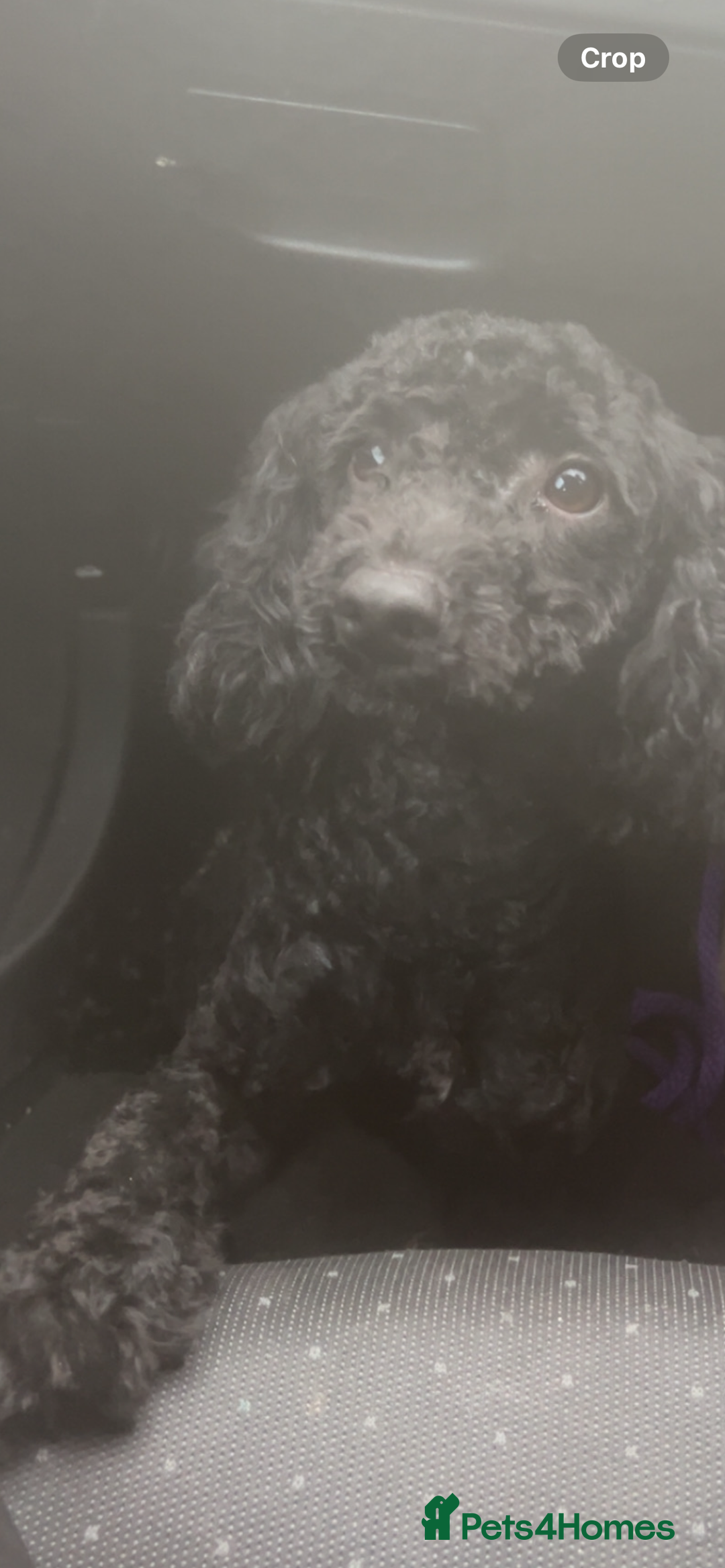 Toy Poodle dogs for sale: Toy poodle Dog  - Image 1