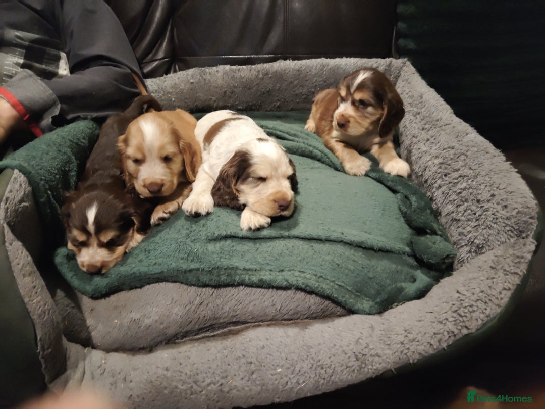 Cocker Spaniel dogs for sale: Cocker Spaniel Show Type KC (Simberwood)  - Image 9