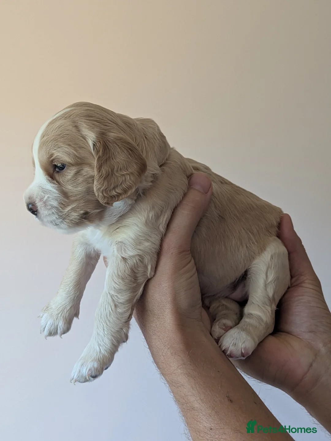 Cockerdor dogs for sale: Gorgeous Litter of Cockerdors in Alton - Advert 23