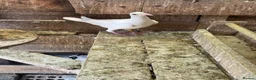 Pigeons birds for sale: WHITE RACING PIGEON  - Advert 9
