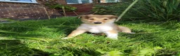Rough Collie dogs for sale: Rough Collie in Houghton le Spring - Advert 7