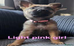 Mixed Breed dogs for sale: 11 german shepherd X Belgium malinois in Exmouth - Image 5