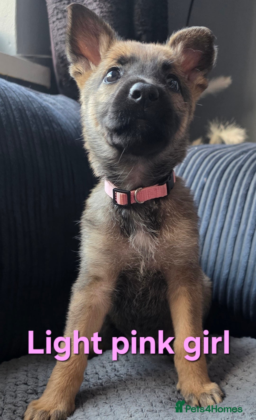 Mixed Breed dogs for sale: 11 german shepherd X Belgium malinois in Exmouth - Image 5