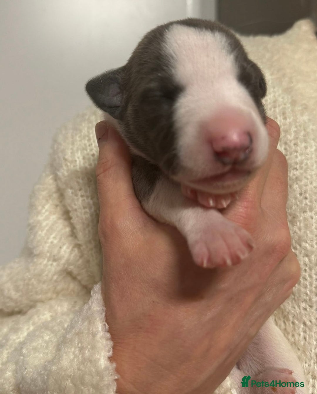 Whippet dogs for sale: Kc reg whippets  - Advert 8