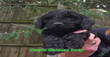 Cockapoo dogs - Advert 6