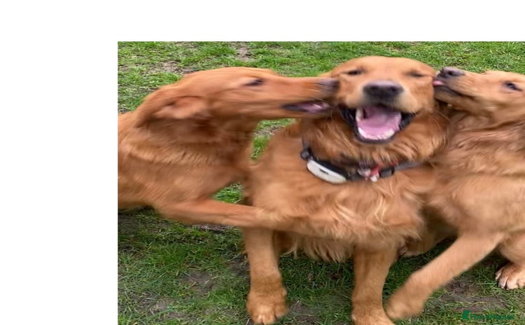 Golden Retriever dogs - Advert 14