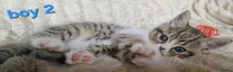 Exotic cats for sale: 4 beautiful exotic x kittens  - Advert 12