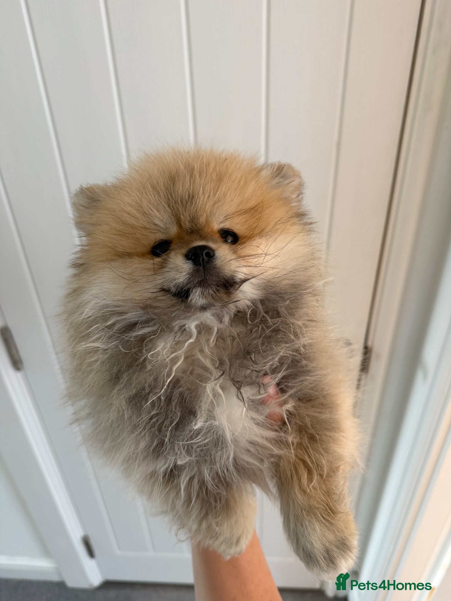 Pomeranian dogs  KC reg Pomeranian Puppies – 1 tiny boy left - Advert 10