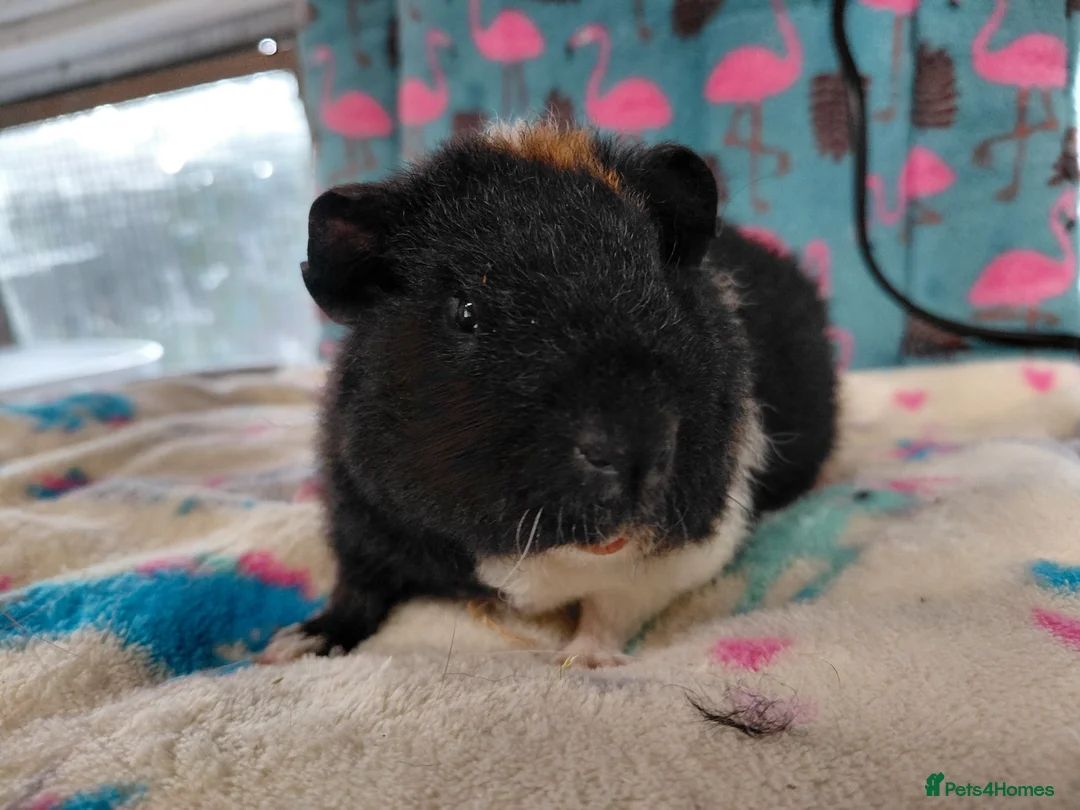 Guinea Pig rodents for sale: Baby Longhaired Boars /Merino/ Teddy/Goldens  - Advert 13