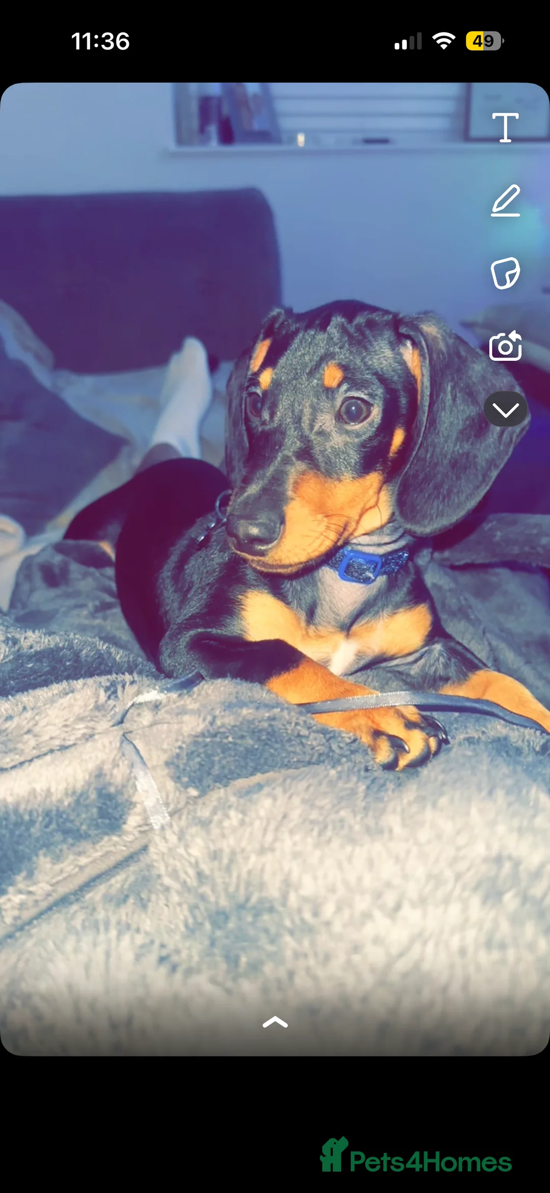 Miniature Dachshund dogs for sale: Mini dashound  - Advert 10