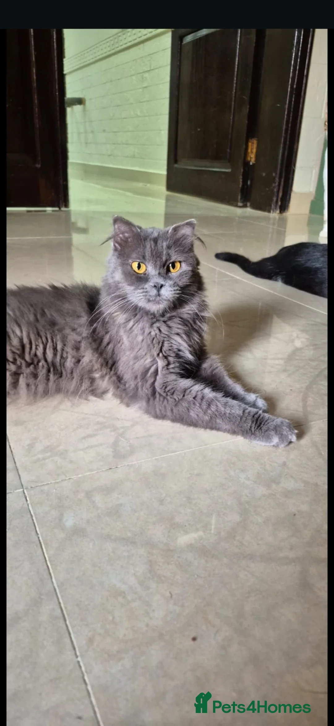 Mixed Breed cats for adoption: Velvet - Advert 2