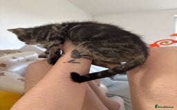 Domestic Shorthair cats for sale: Beautiful female kitten for sale - Image 3