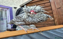 Chickens poultry for sale: Peking bantams and Polish bantams  - Image 3