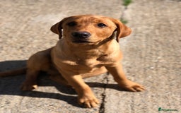 Labrador Retriever dogs for sale: 1 FOXRED LABRADOR PUPPY 5* Licensed breeder - Image 2
