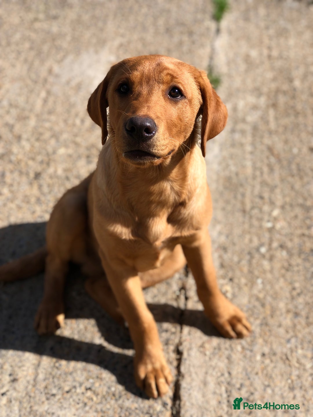 Labrador Retriever dogs for sale: 1 FOXRED LABRADOR PUPPY 5* Licensed breeder - Image 2