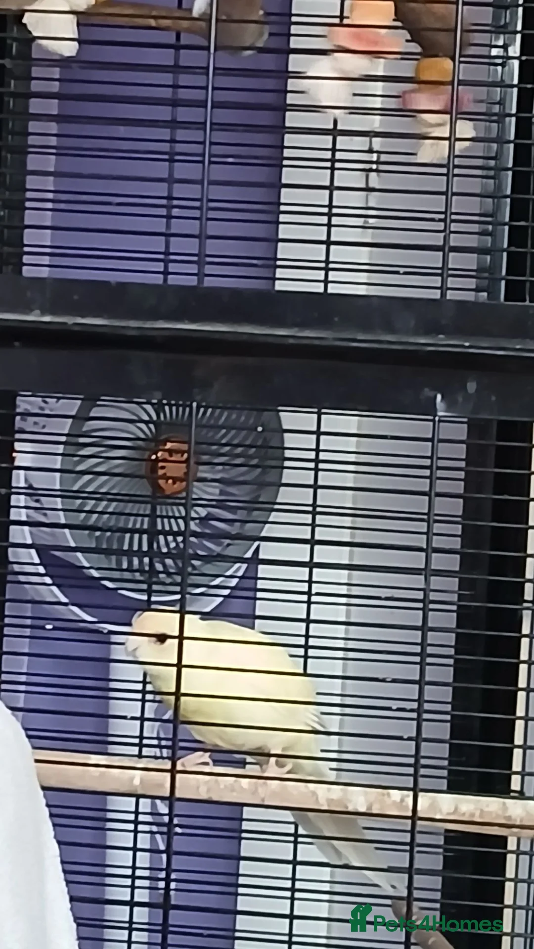 Parakeets birds for sale: 1 x breeding pair of kakarikis  - Advert 1