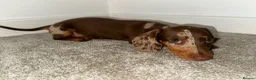 Dachshund dogs for sale: Dachshunds puppies - Advert 3