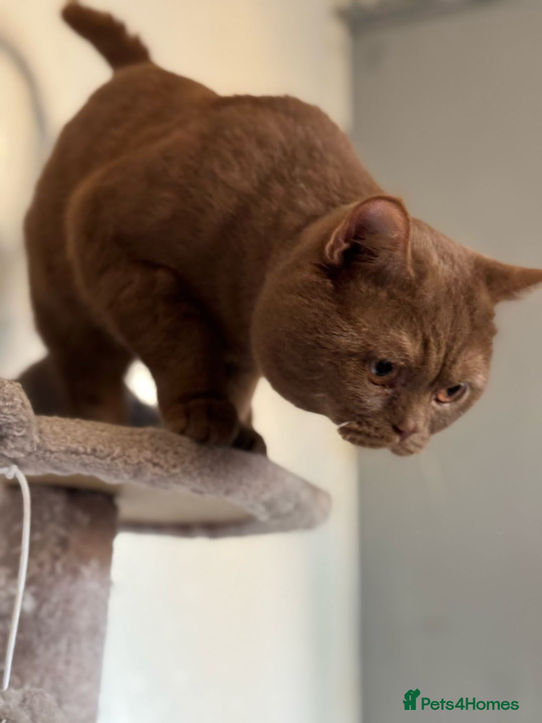 British Shorthair cats for sale: Champion Black British Shorthairs - Image 13