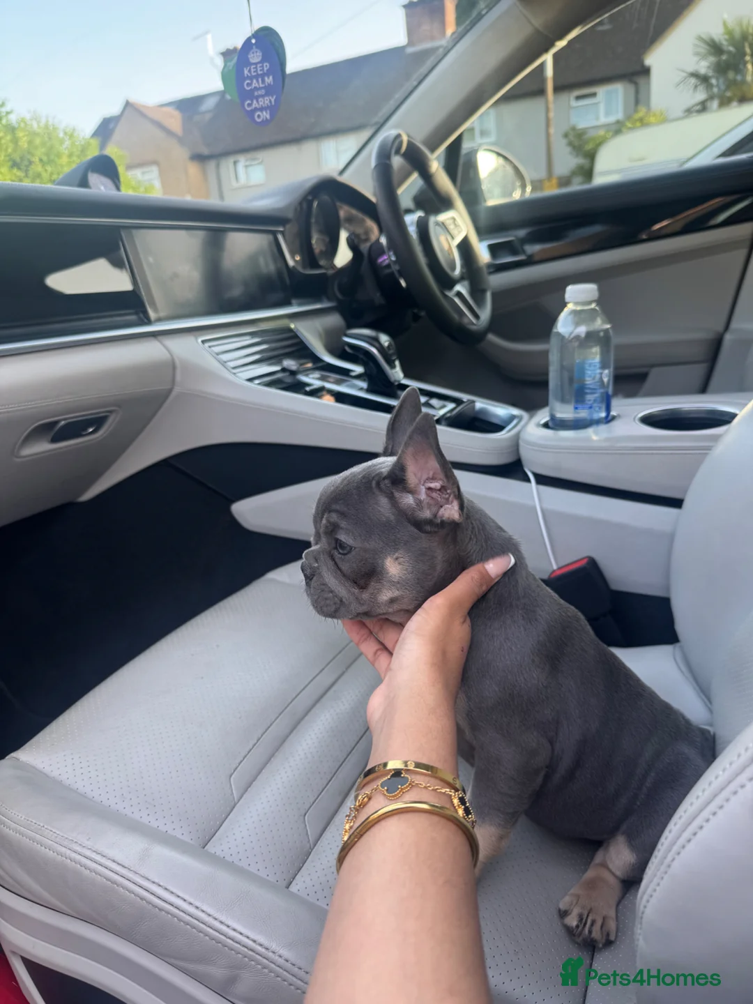 French Bulldog dogs for sale: Beautiful frenchies for sale, ready to leave now - Advert 18