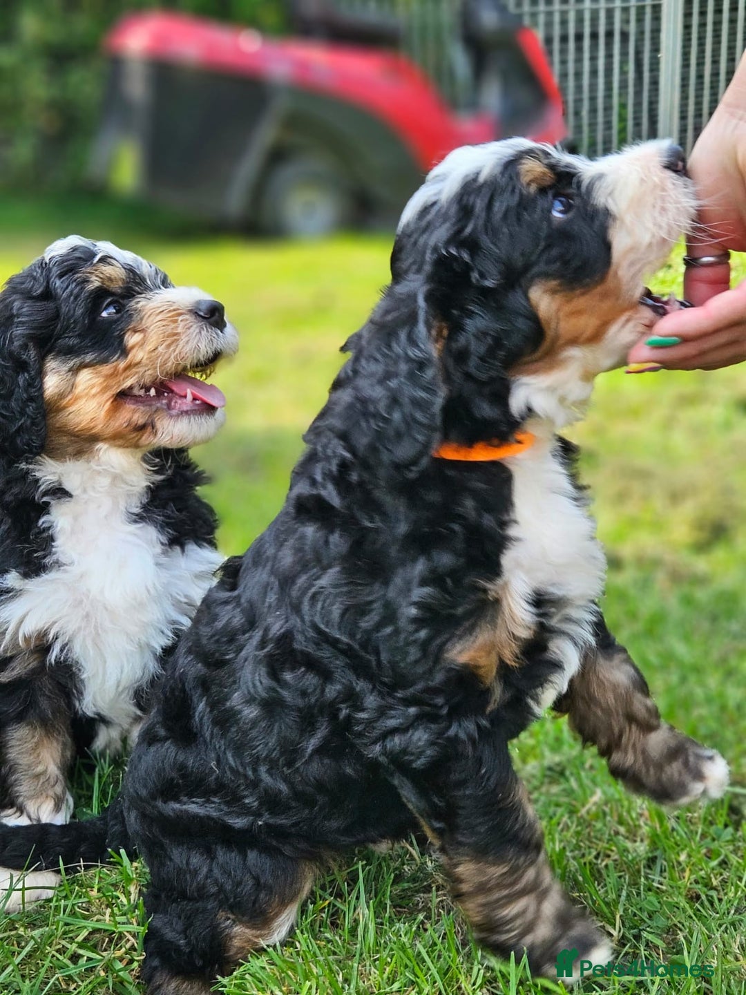 Bernedoodle dogs for sale: Curtabemdoodles Bernedoodles  - Image 6