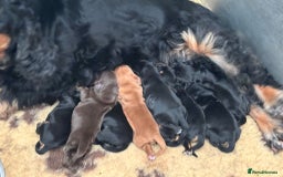 Cocker Spaniel dogs for sale: Show quality pups available  - Image 5