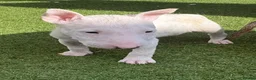English Bull Terrier dogs for sale: English bull terrier puppies  - Advert 19