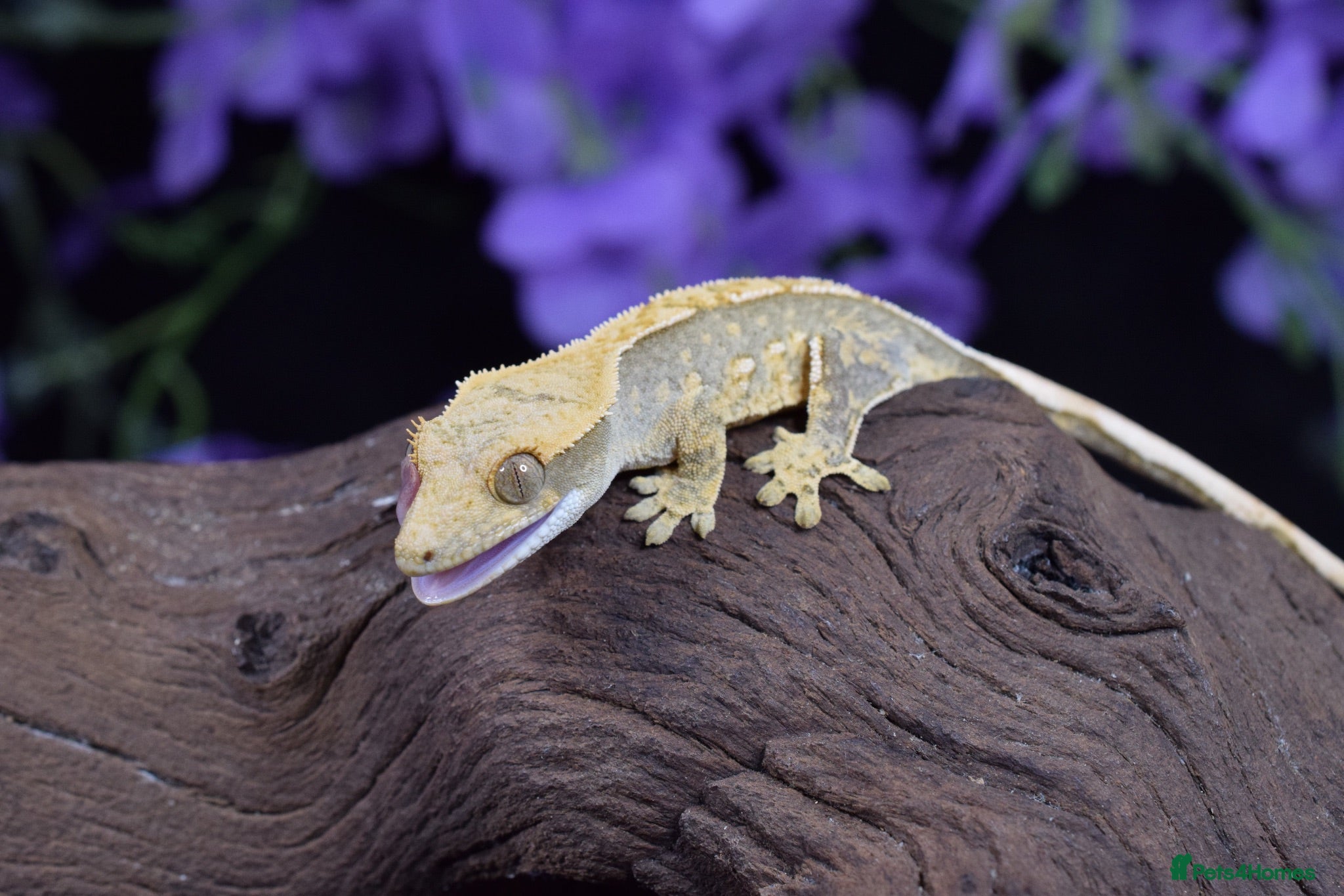 Gecko reptiles Crested gecko  - Advert 1