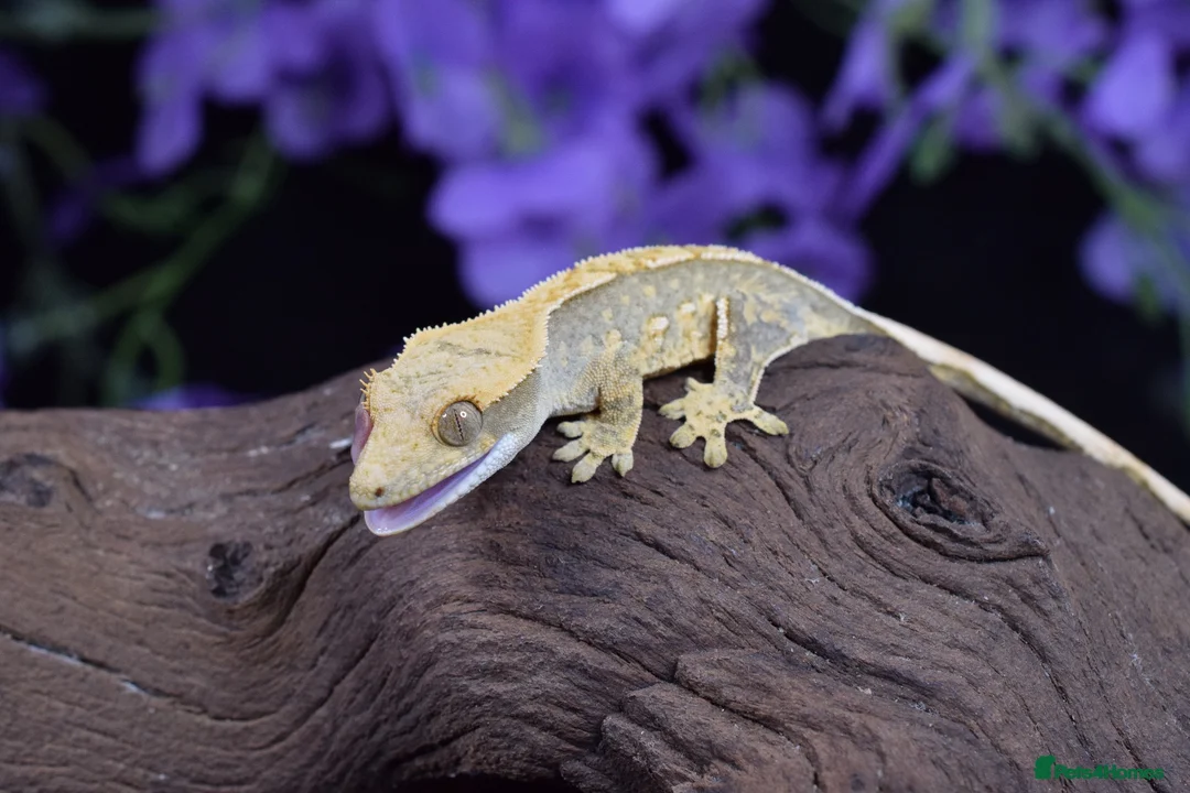Gecko reptiles for sale: Crested gecko  in Eastbourne - Advert 1