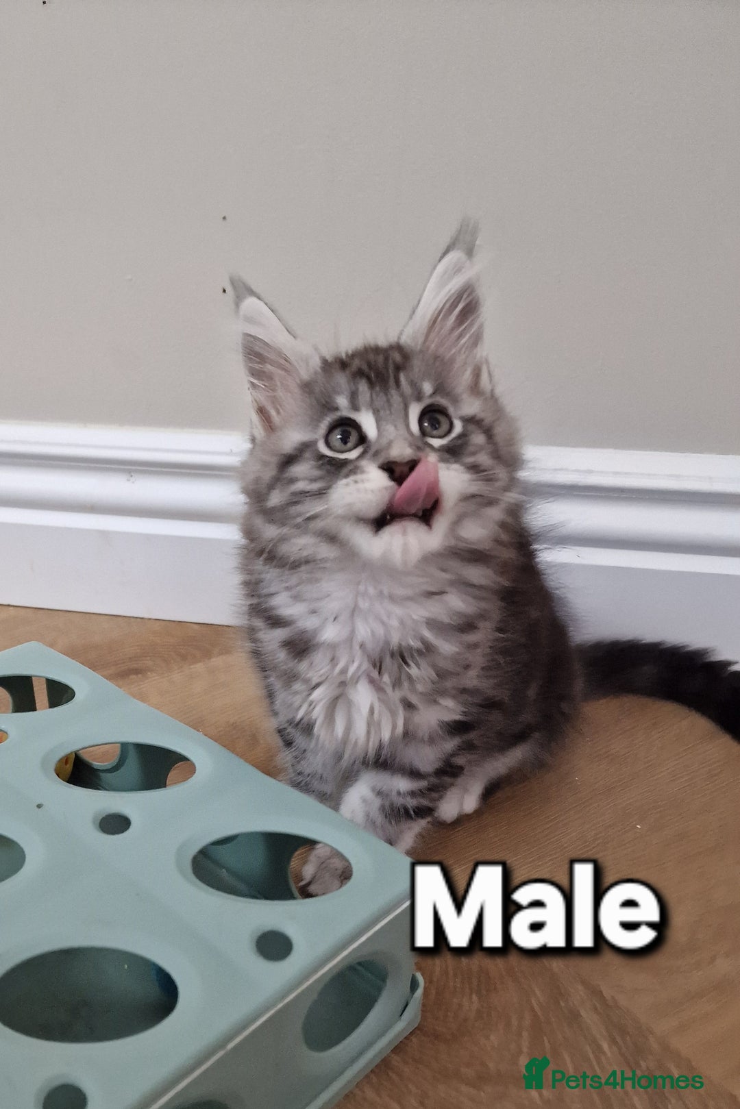 Maine Coon cats for sale: Pure Maine coon - Advert 29