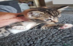 Mixed Breed cats for sale: 3 beautiful female kittens  - Image 6