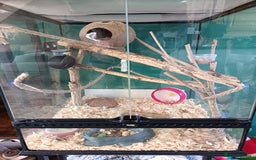 Mouse rodents for sale: Pygmy squirrels and enclosure  - Image 6