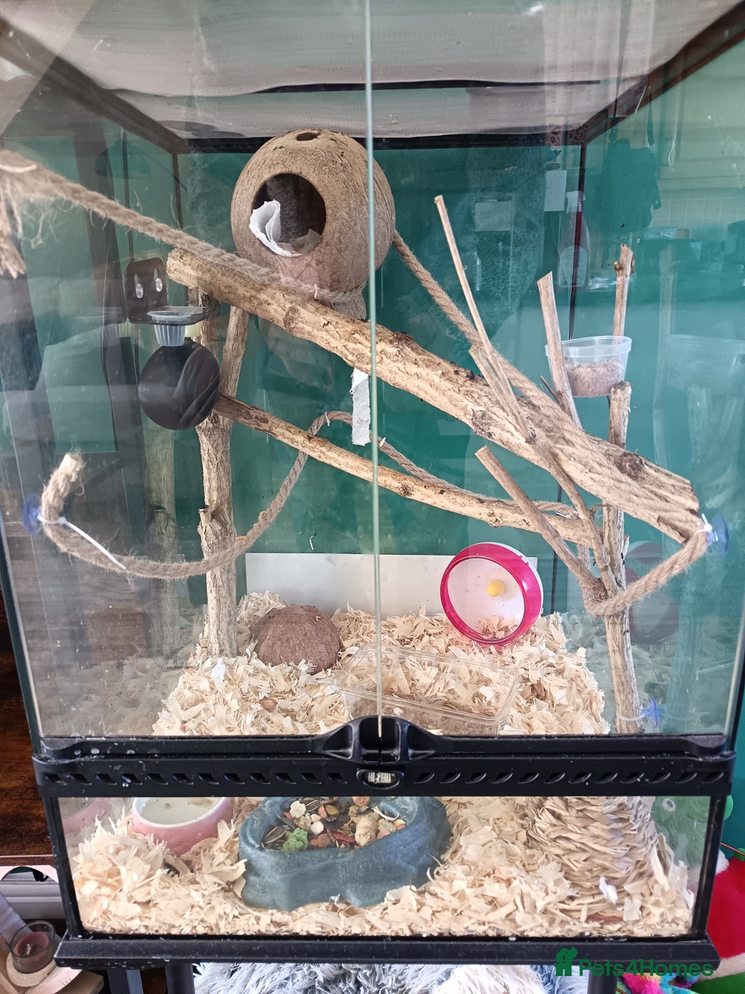 Mouse rodents for sale: Pygmy squirrels and enclosure  - Image 6