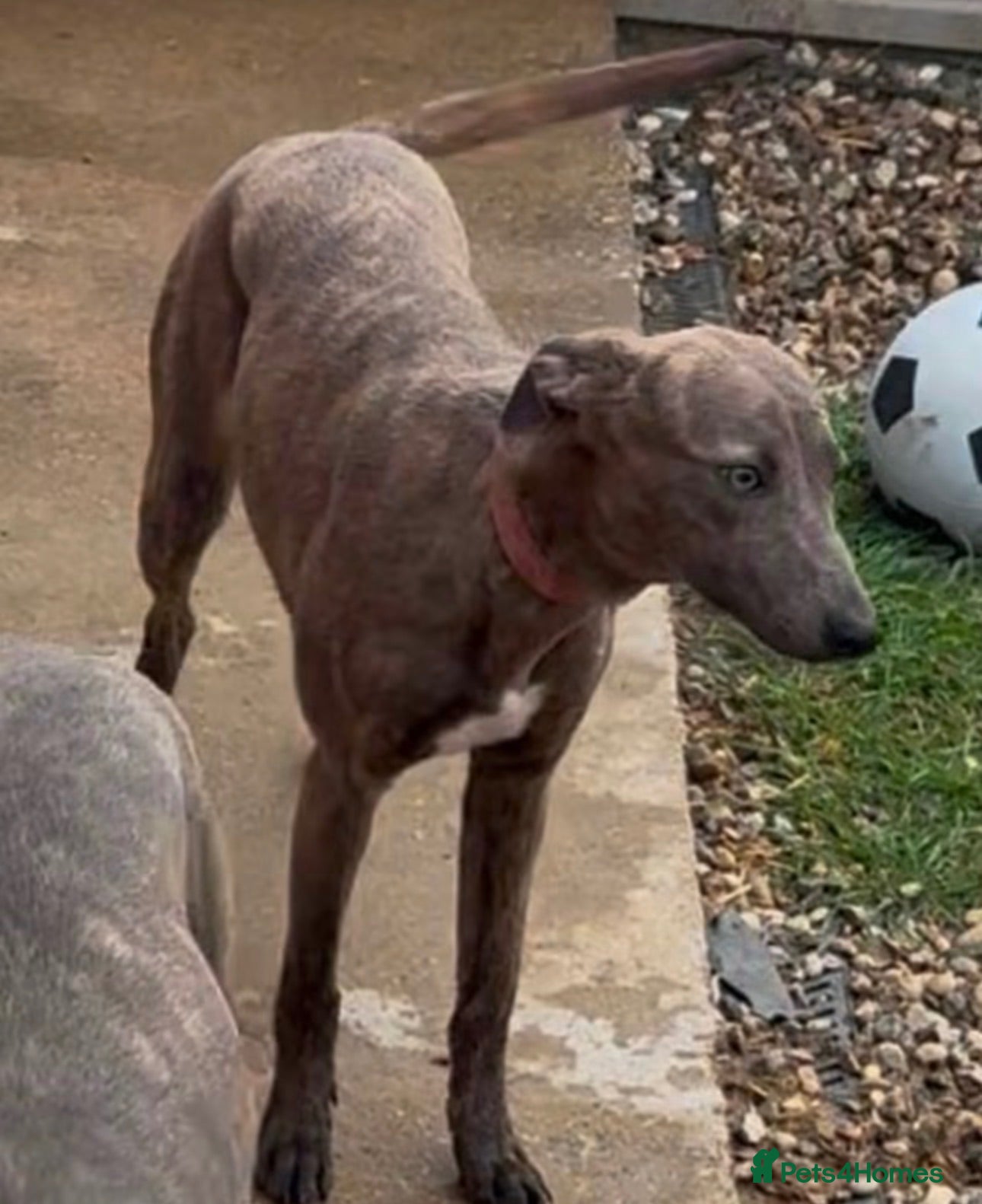 Whippet dogs Non led whippet  - Advert 1