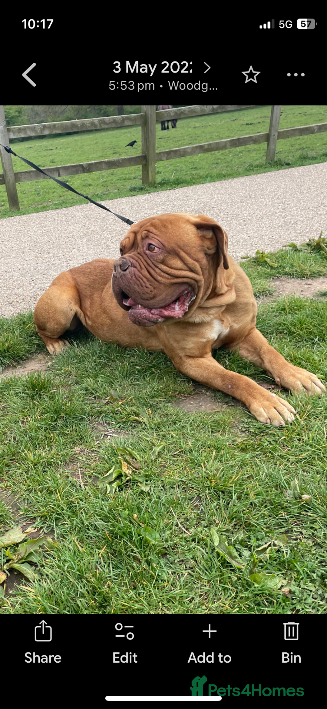 Dogue De Bordeaux dogs for sale: Beautiful 7 year old pedigree dogue de Bordeaux - Advert 3