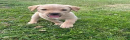 Labrador Retriever dogs for sale: Ashley quested - Advert 3