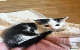 Mixed Breed cats for adoption: 3 beautiful kittens  - Image 2