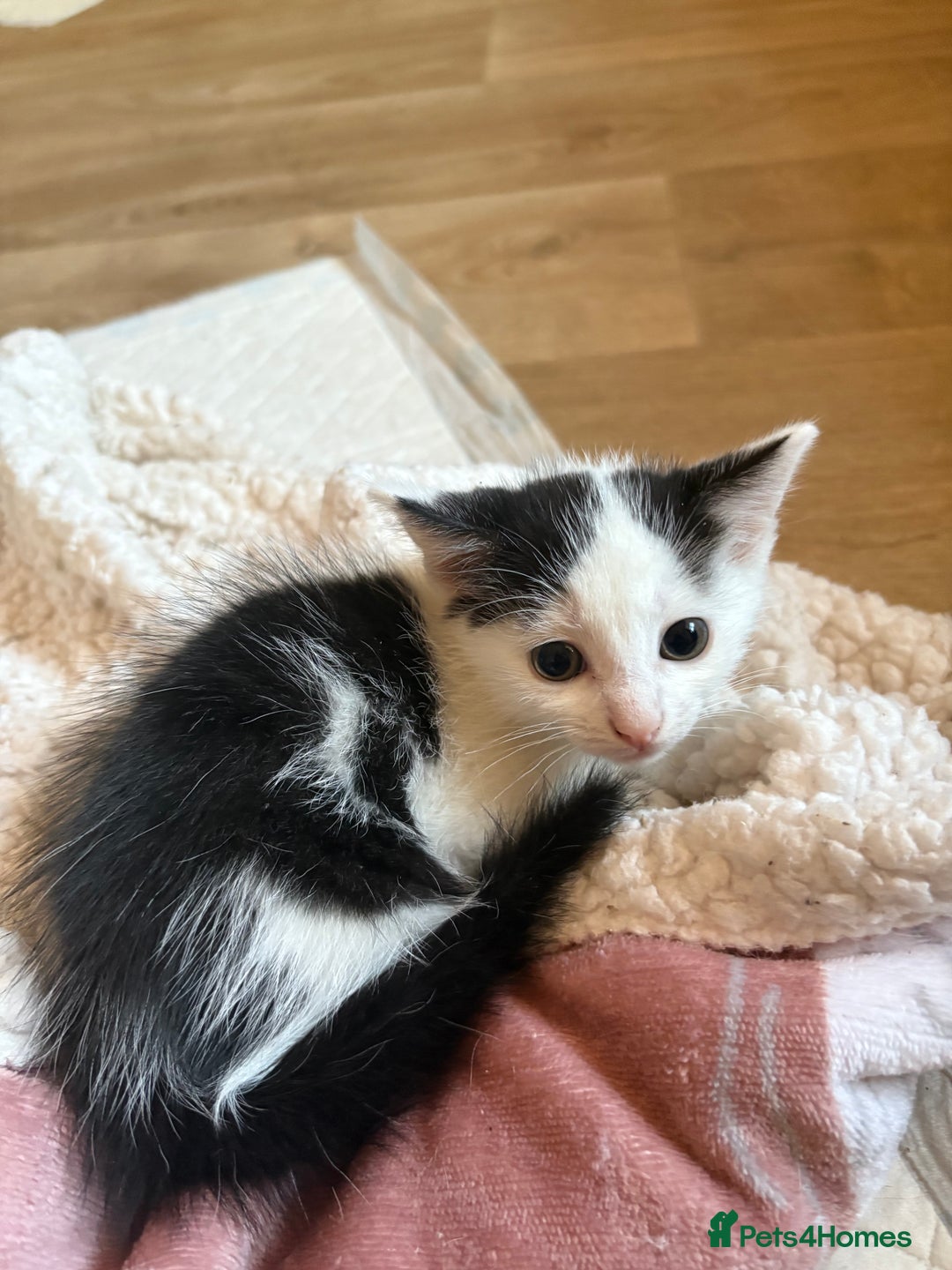 Mixed Breed cats for adoption: 3 beautiful kittens  - Image 2