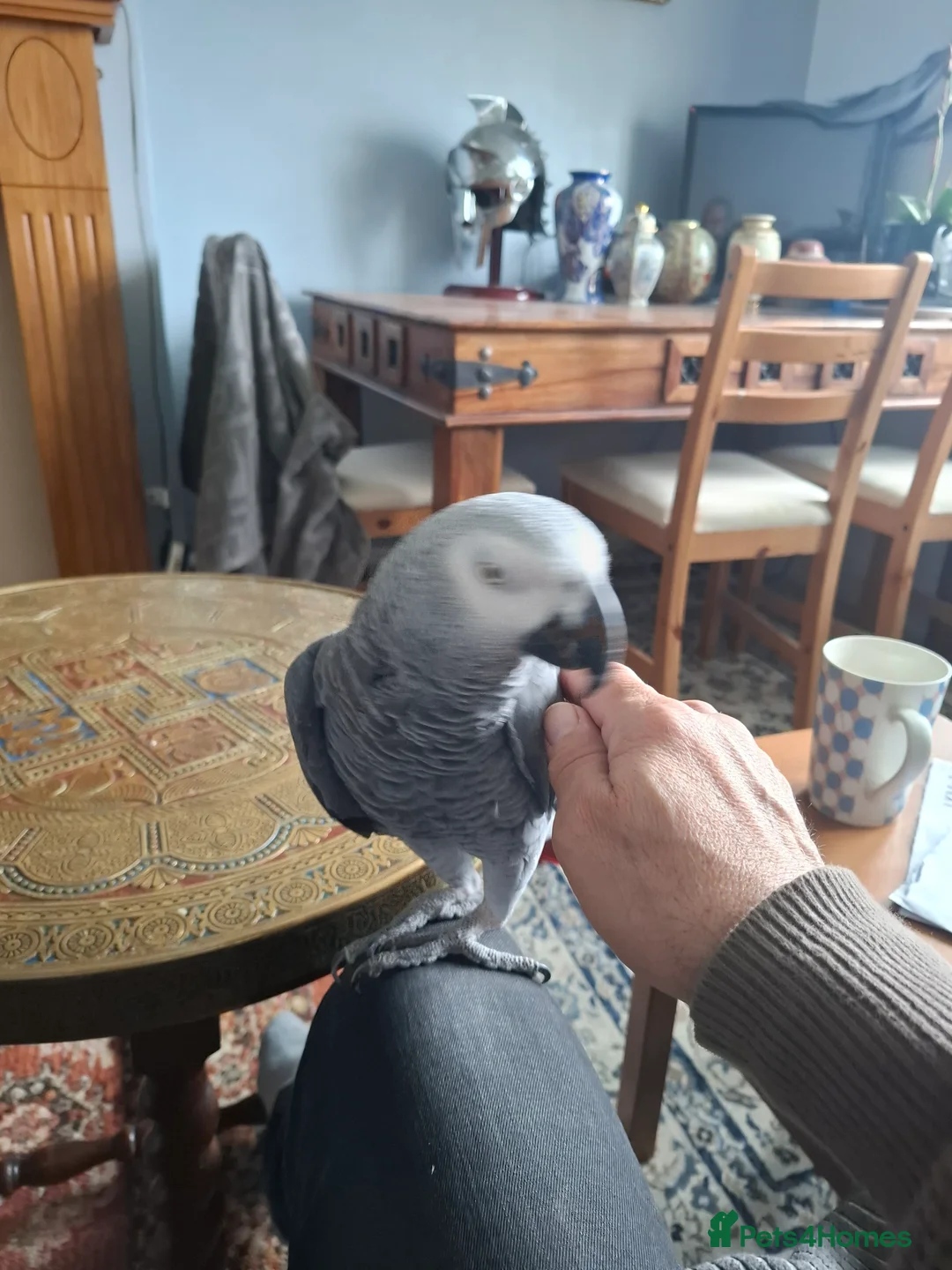 Parrots birds for sale: Joey the Grey Parrot in Wakefield - Advert 2