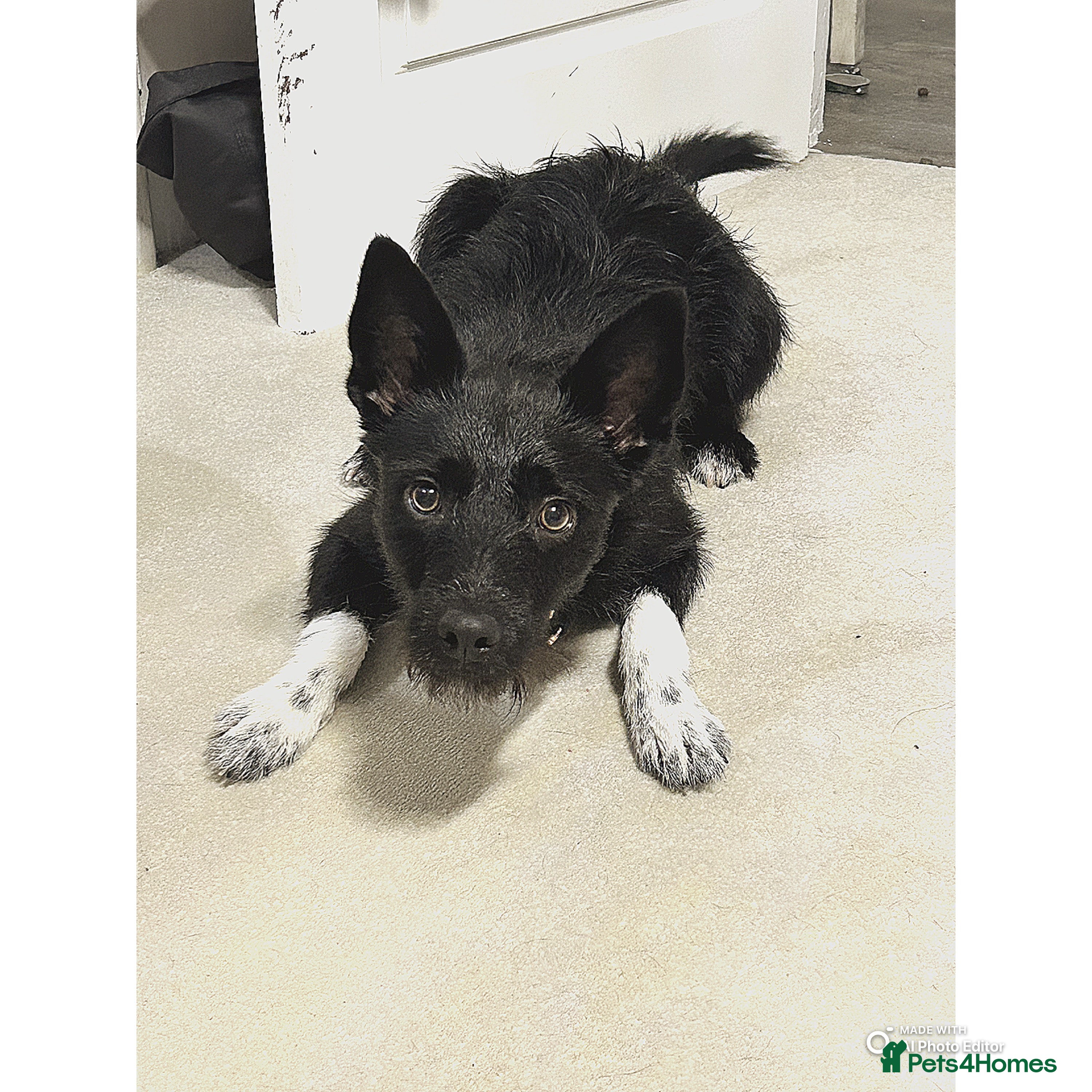 Mixed Breed dogs Border collie cross with a Patterdale - Advert 1