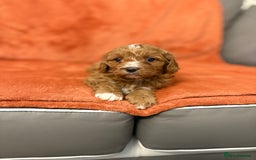 Cavapoo dogs for sale: 4 F1 Cavapoo puppies  - Image 6
