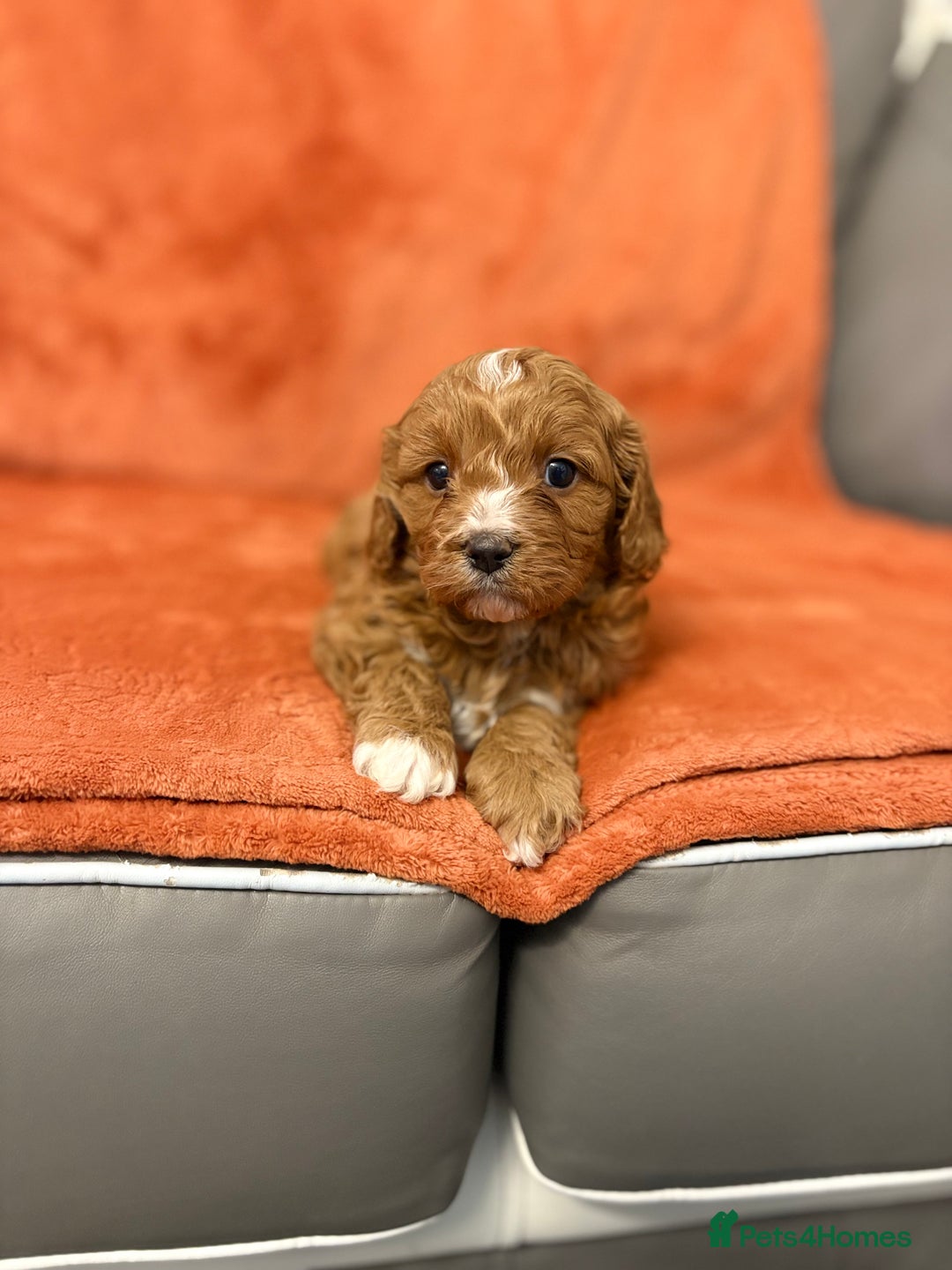 Cavapoo dogs for sale: 4 F1 Cavapoo puppies  - Image 6