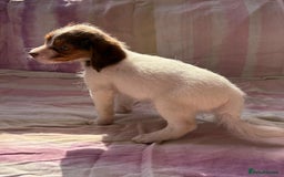 Chihuahua dogs for sale: Chihuahua cross King Charles  - Image 13