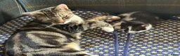 Mixed Breed cats for sale: Litter of 6 beautiful kittens in Leyland - Advert 10