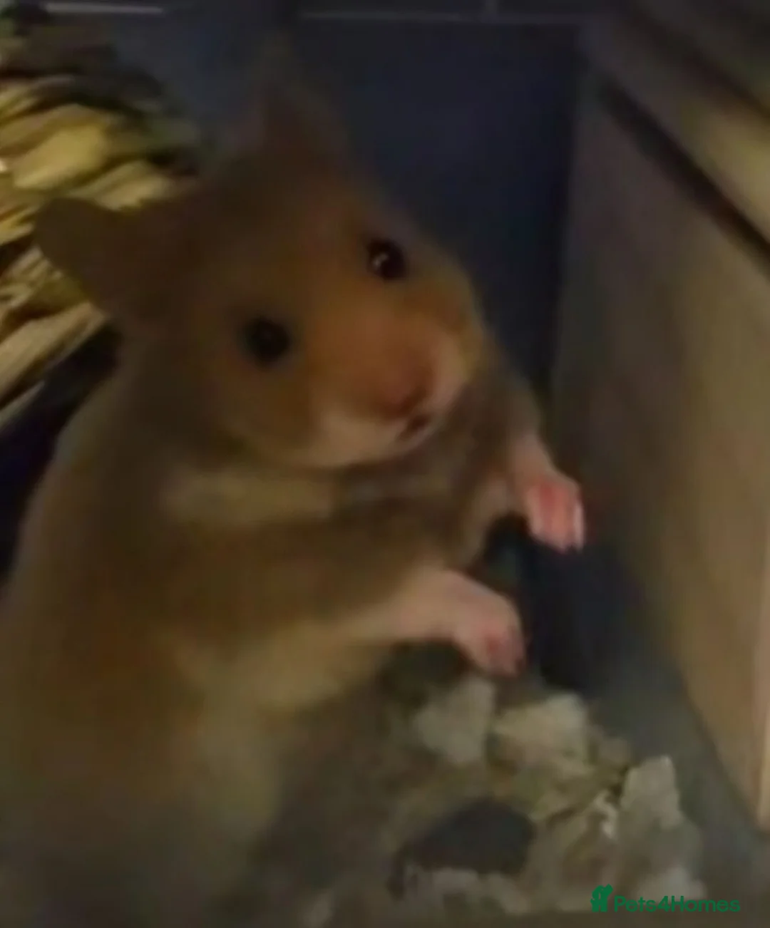 Hamster rodents for sale: Selling syrian hamster  in East Grinstead - Advert 1