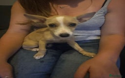 Mixed Breed dogs for sale: Dachshund crossed Jack Russell Chihuahua Puppies!  - Image 10