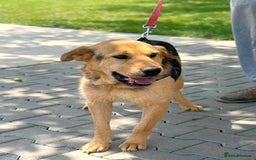 Mixed Breed dogs for adoption: 🐾💛 CAMIL - a Gentle Boy with a Heart of Gold💛🐾 - Image 3
