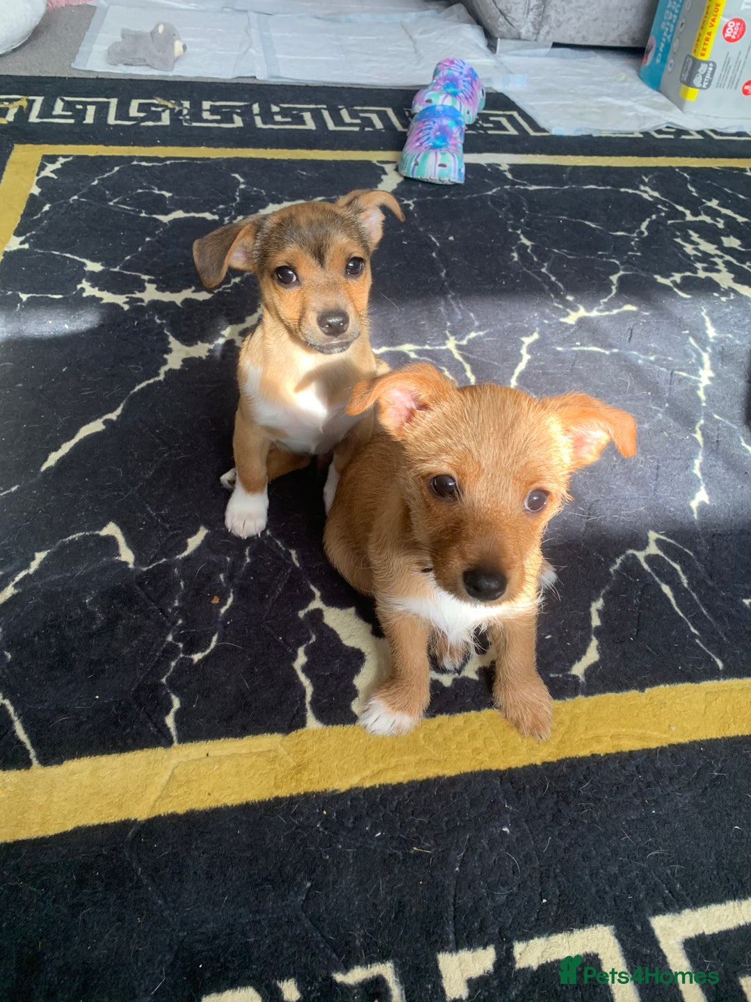 Mixed Breed dogs for sale: Terrier mix male puppy for sale - Image 2