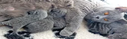 British Shorthair cats for sale: 4 gorgeous British short hair kittens - Advert 2